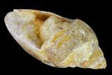 Chalcedony Replaced Gastropod With Druzy Quartz - India #150211-1